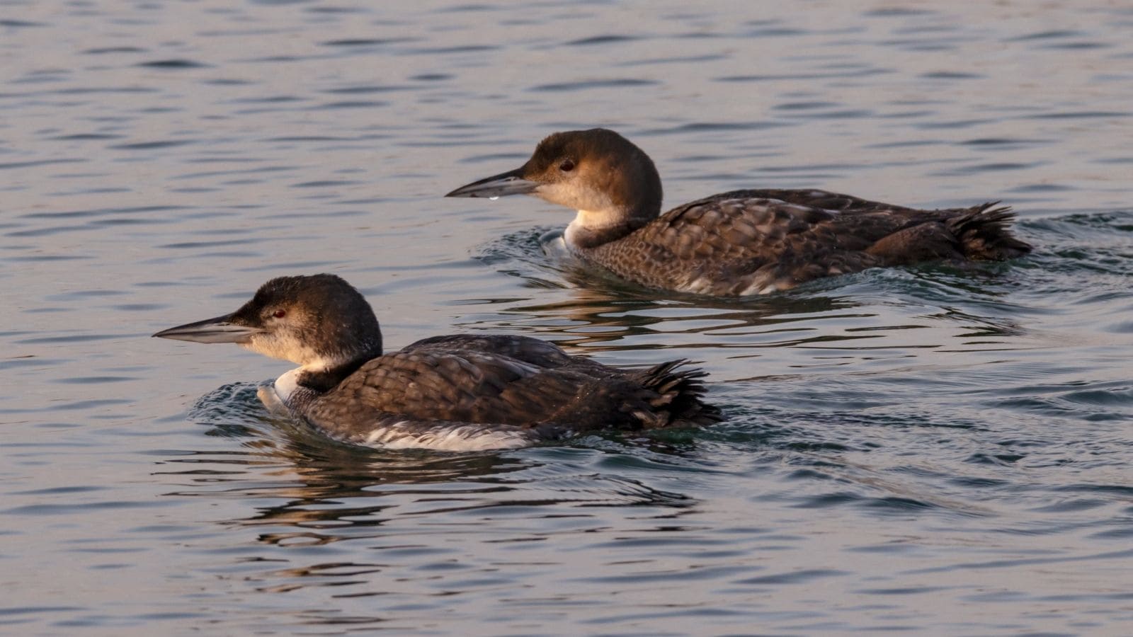 Two brown and white water birds swim side by side on a calm body of water.