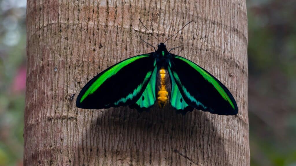 A large black and green butterfly with yellow body rests on the trunk of a tree.