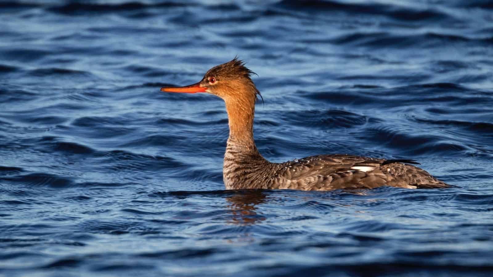 A brown and gray duck with a spiky crest and orange bill swims in dark blue rippling water.