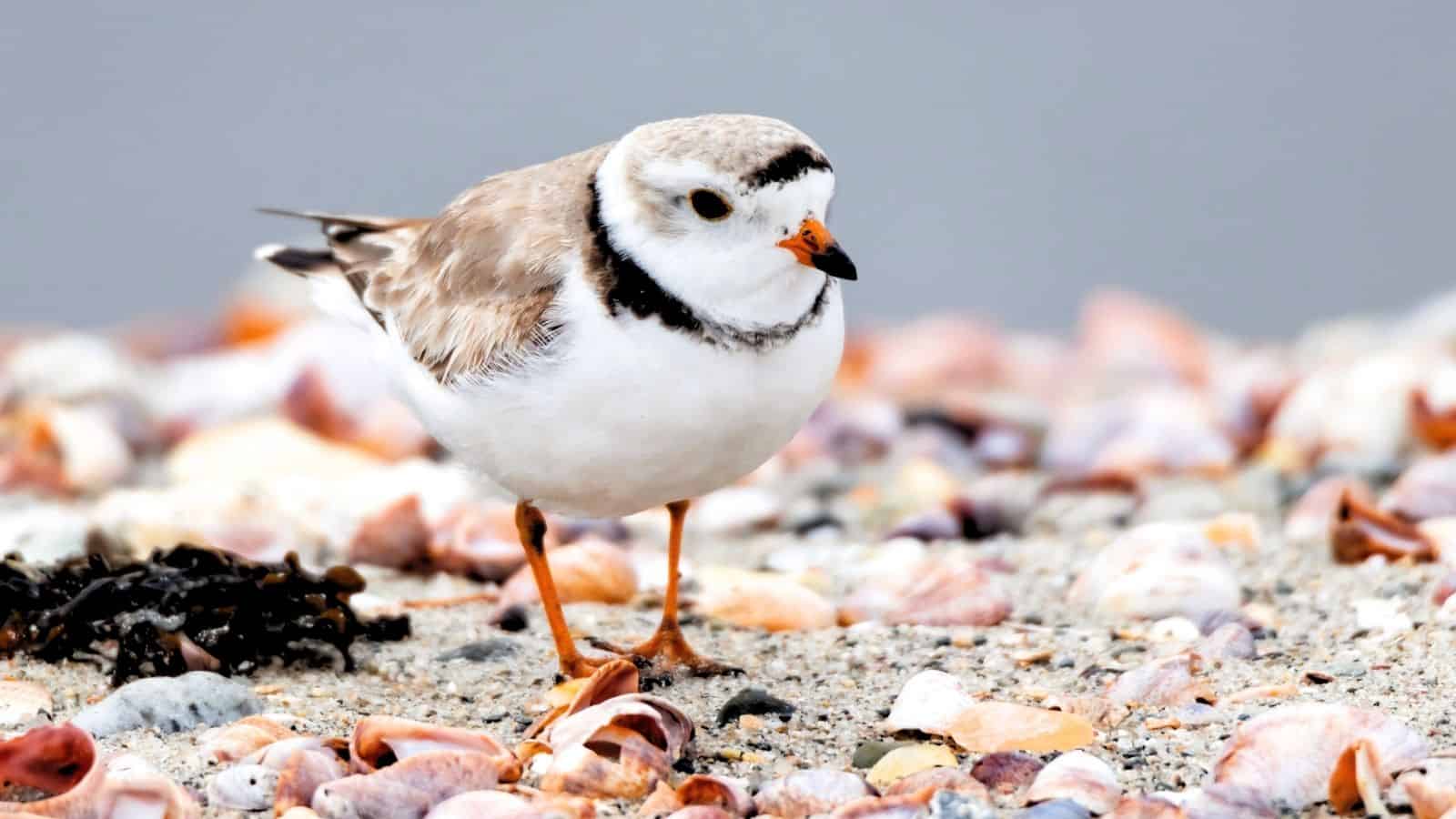 A small shorebird with a white body, brown wings, black markings on its head and neck, and an orange beak stands on a sandy surface scattered with seashells.