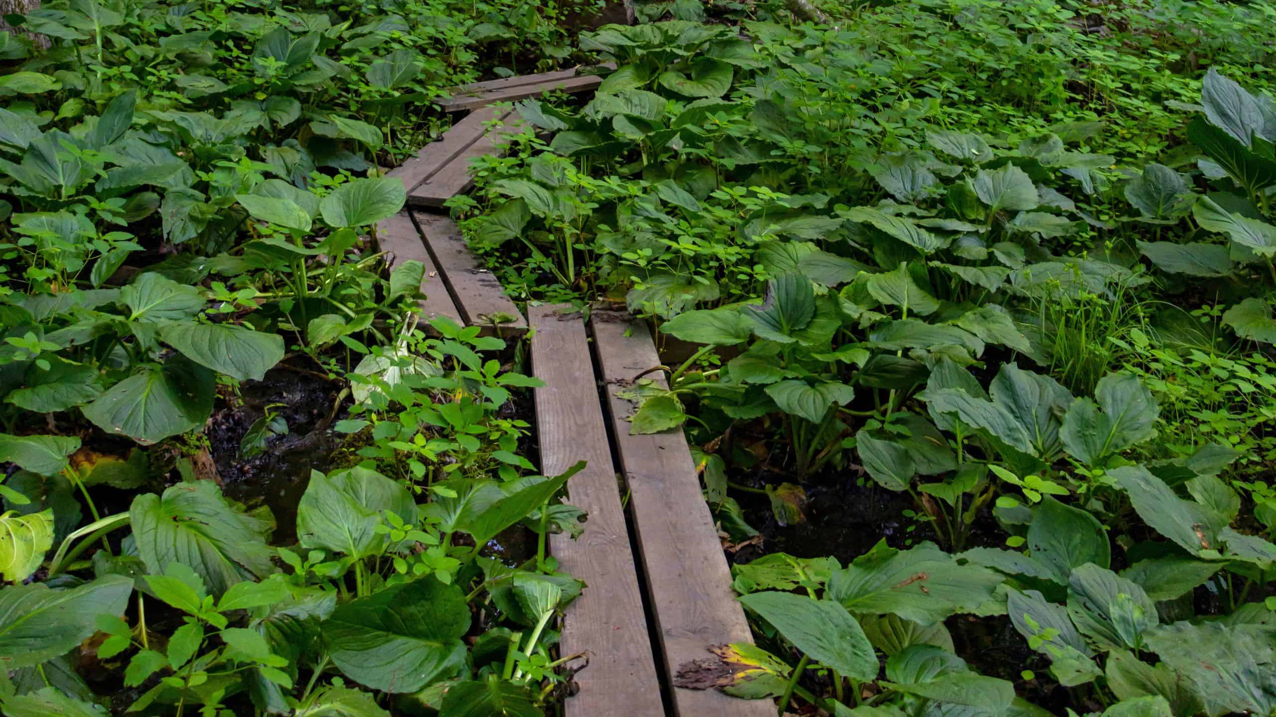 Wooden planks form a narrow footpath through dense green foliage and leafy plants in a natural outdoor setting.