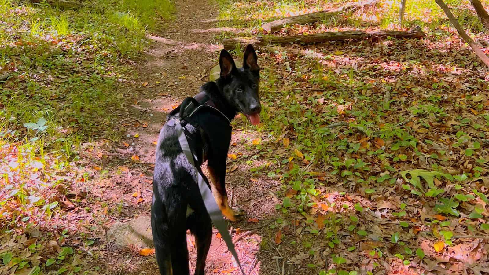 A black German Shepherd on a leash stands on a forest trail, looking back toward the camera while hiking in New London County, Connecticut, as sunlight filters through the trees and illuminates the ground and leaves.