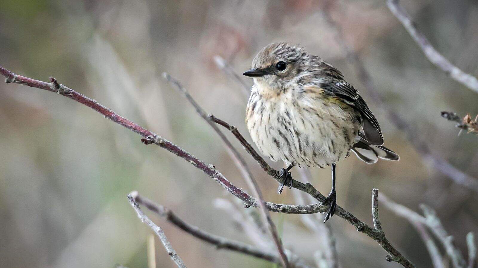 A small, fluffy bird with streaked feathers perches on thin, bare branches against a blurred natural background.