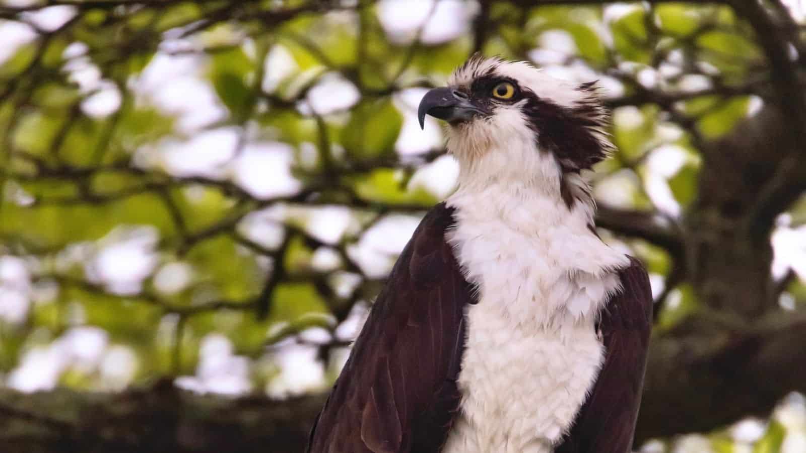 An osprey with dark brown wings and a white chest is perched on a branch, with green foliage in the blurry background.