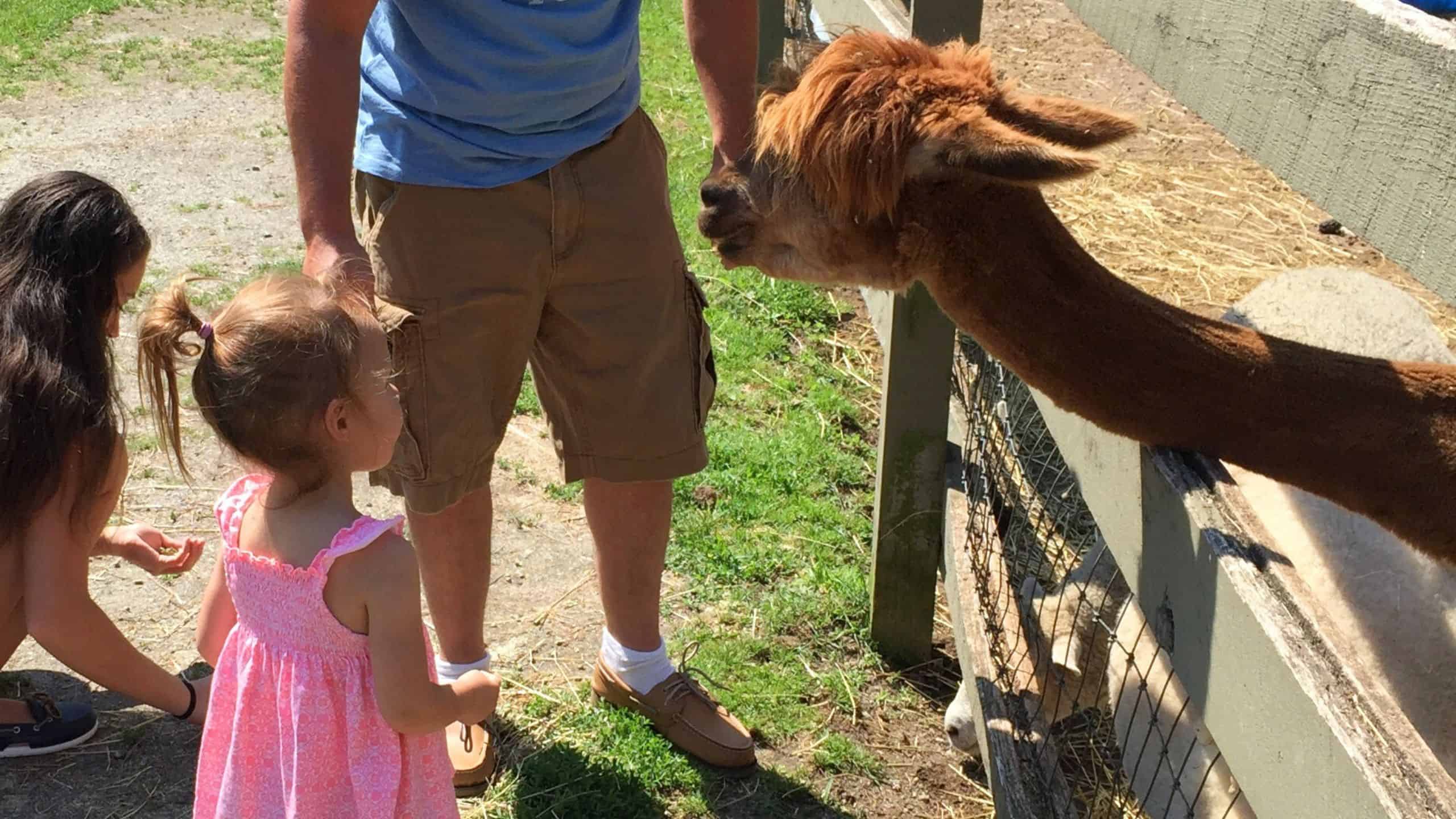 A young girl in a pink dress stands near a man and another child, looking at a brown alpaca behind a fence at a petting zoo.