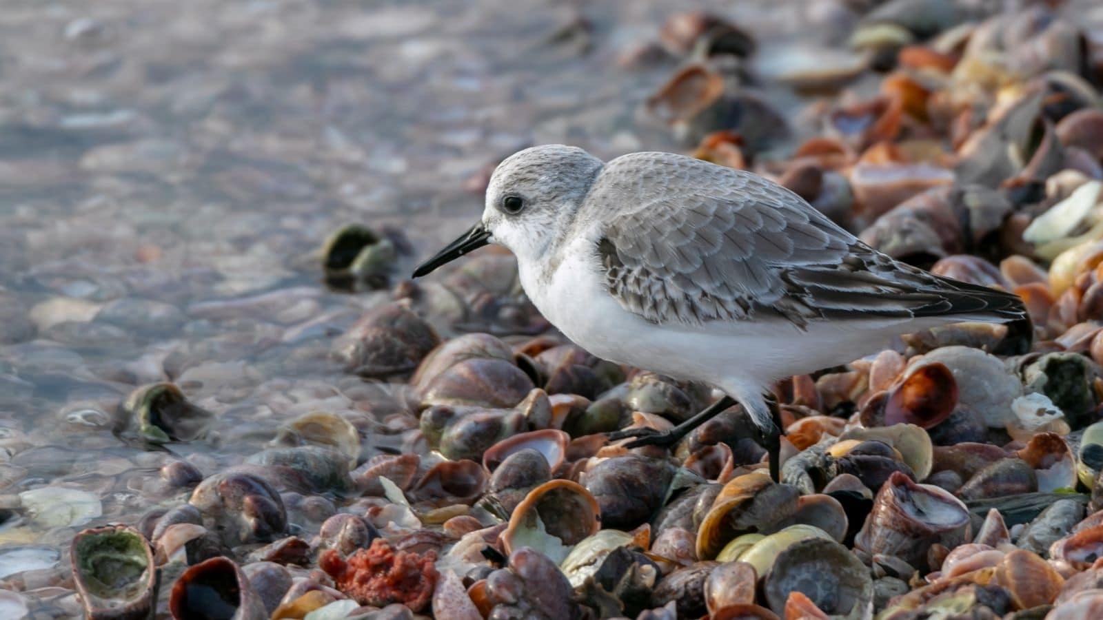 A small shorebird with gray and white feathers stands among wet shells and rocks at the water's edge.