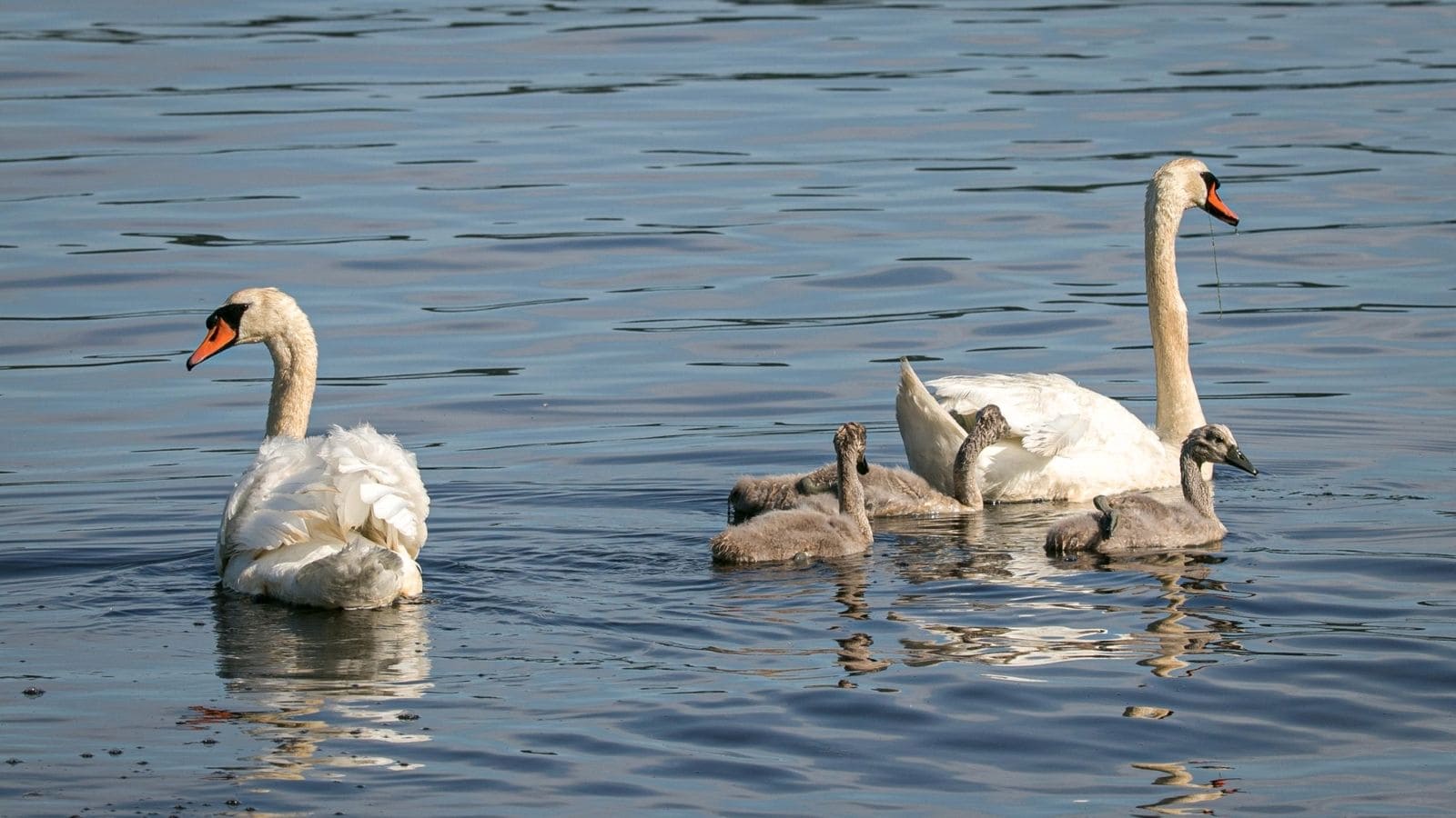 Two adult swans and four cygnets swim together on a calm body of water, with gentle ripples around them.