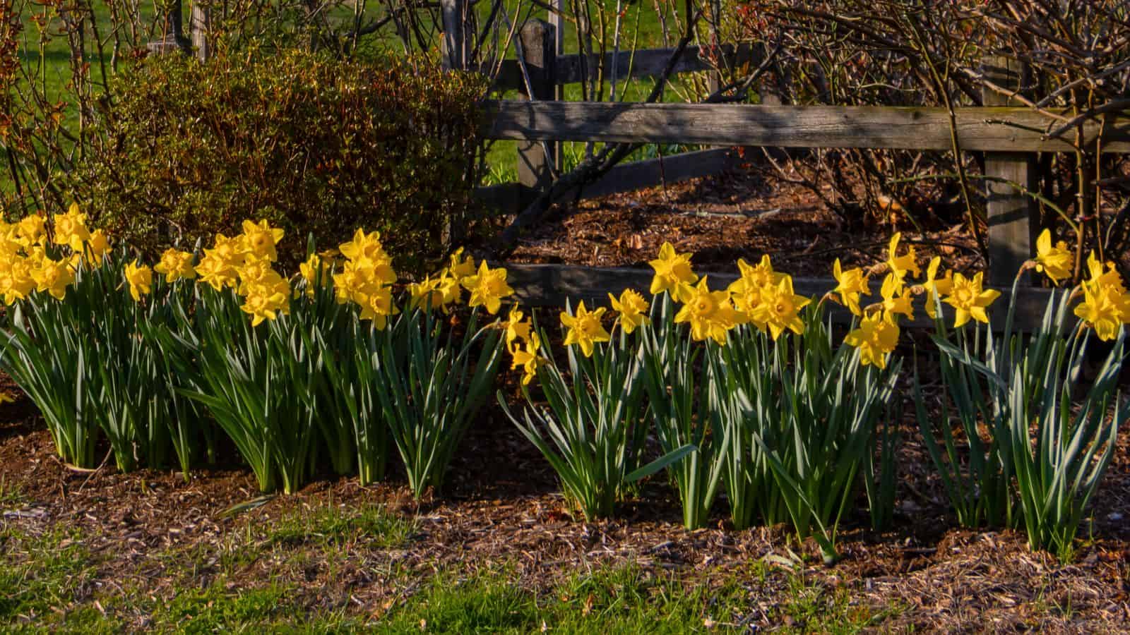 A row of yellow daffodils blooming in a garden bed, bordered by mulch and backed by a wooden fence and shrubs.