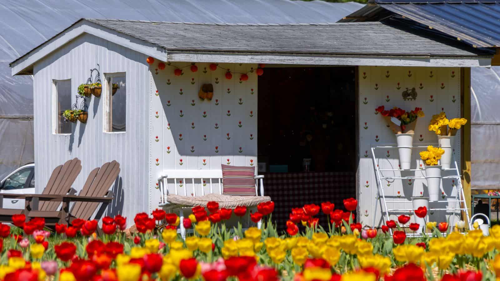 Small white shed with flower-patterned wallpaper, outdoor bench, and Adirondack chairs, surrounded by vibrant red and yellow tulips—capturing the charm of spring flowers in Connecticut.