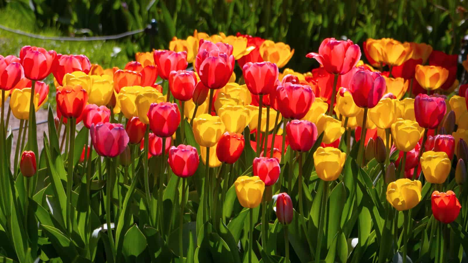 A field of blooming red and yellow tulips with green stems and leaves under bright sunlight.