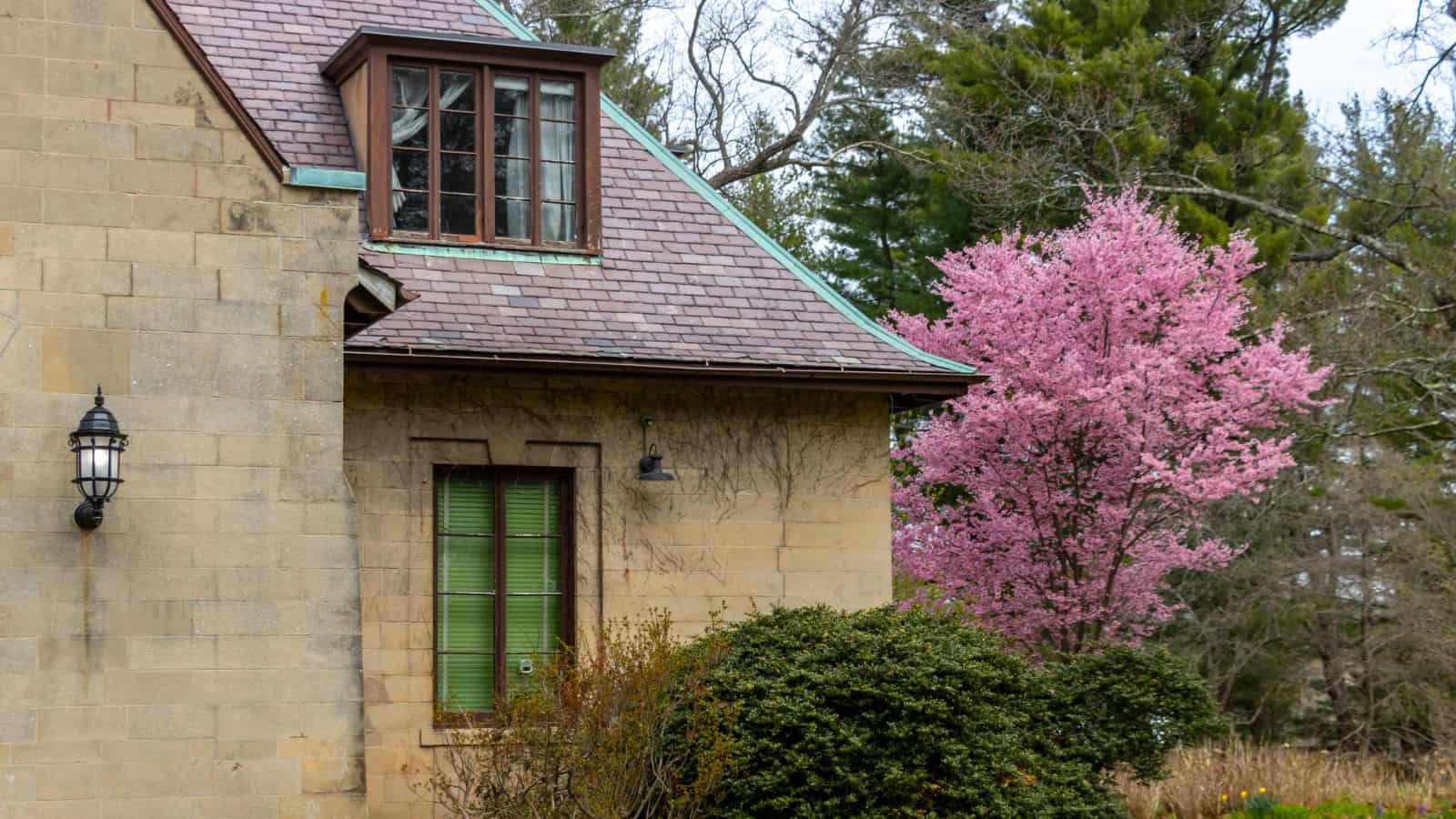 A stone house with green window shutters next to a blooming pink tree and shrubbery, with tall trees in the background.