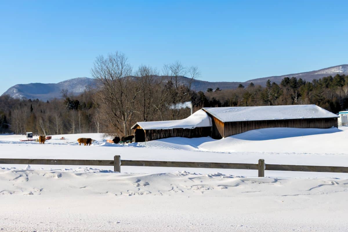 A snow-covered barn stands in a field with cows nearby, surrounded by trees and mountains under a clear blue sky.