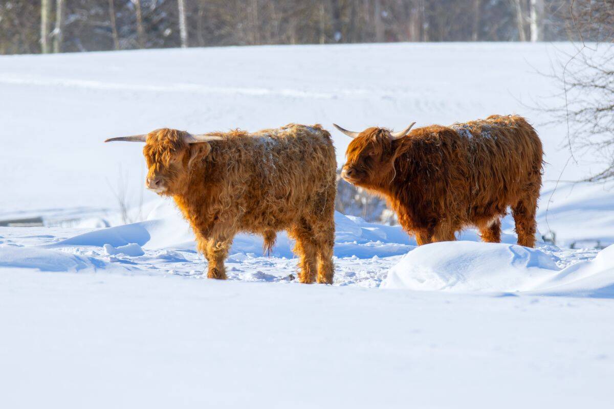 Two Highland cows with long, shaggy coats stand in a snowy field with bare trees in the background.