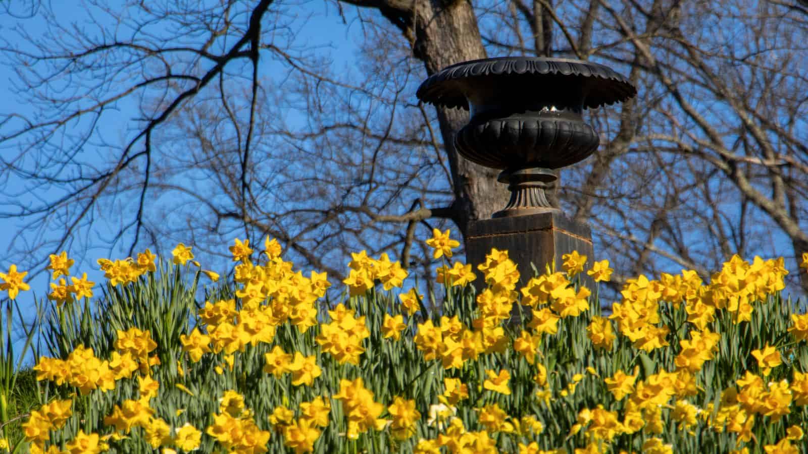 A black urn sits atop a pedestal behind a bed of blooming yellow daffodils, with bare tree branches and blue sky in the background.