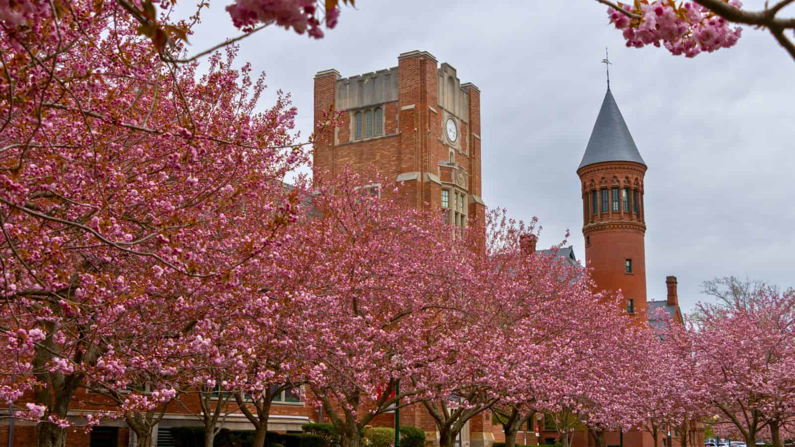 Brick clock tower and turreted building stand behind rows of cherry blossom trees, their spring flowers in Connecticut bursting into full bloom beneath a cloudy sky.