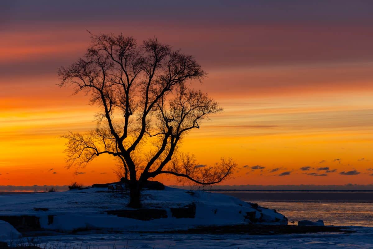 A leafless tree stands on a snowy shoreline at sunset, with orange, yellow, and purple hues lighting up the sky and reflecting on the water.