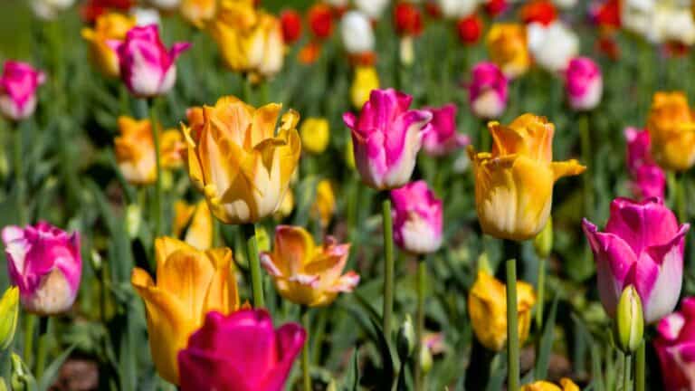 A close-up of blooming tulips in shades of yellow, pink, and red growing in a flower garden on a sunny day.