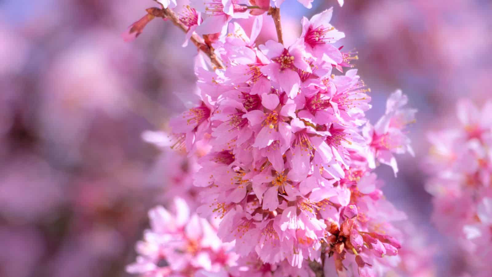 A close up of a pink flower.