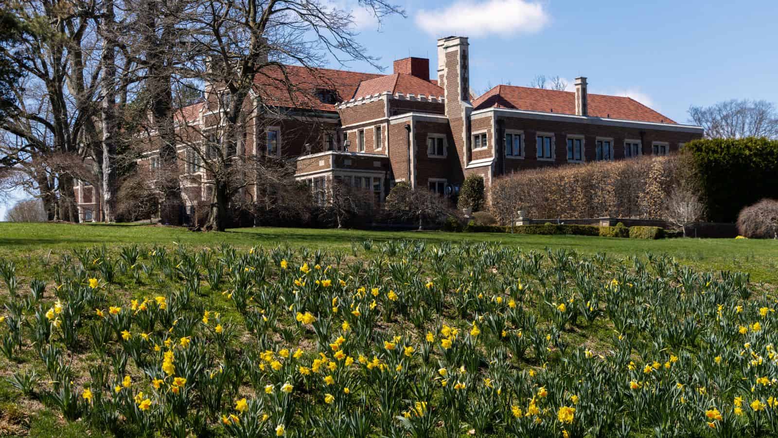 A large brick building with a red-tiled roof stands behind a field of spring flowers in Connecticut, with blooming yellow daffodils and bare trees under a blue sky.