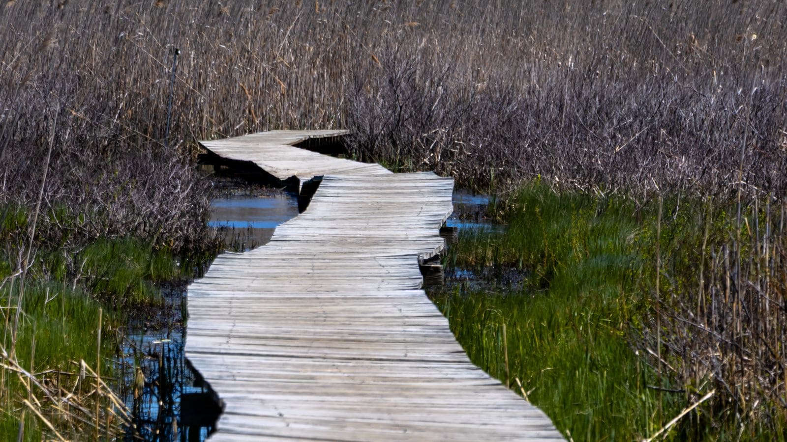 A narrow, uneven wooden boardwalk winds through marshy grass and dry reeds under bright daylight.