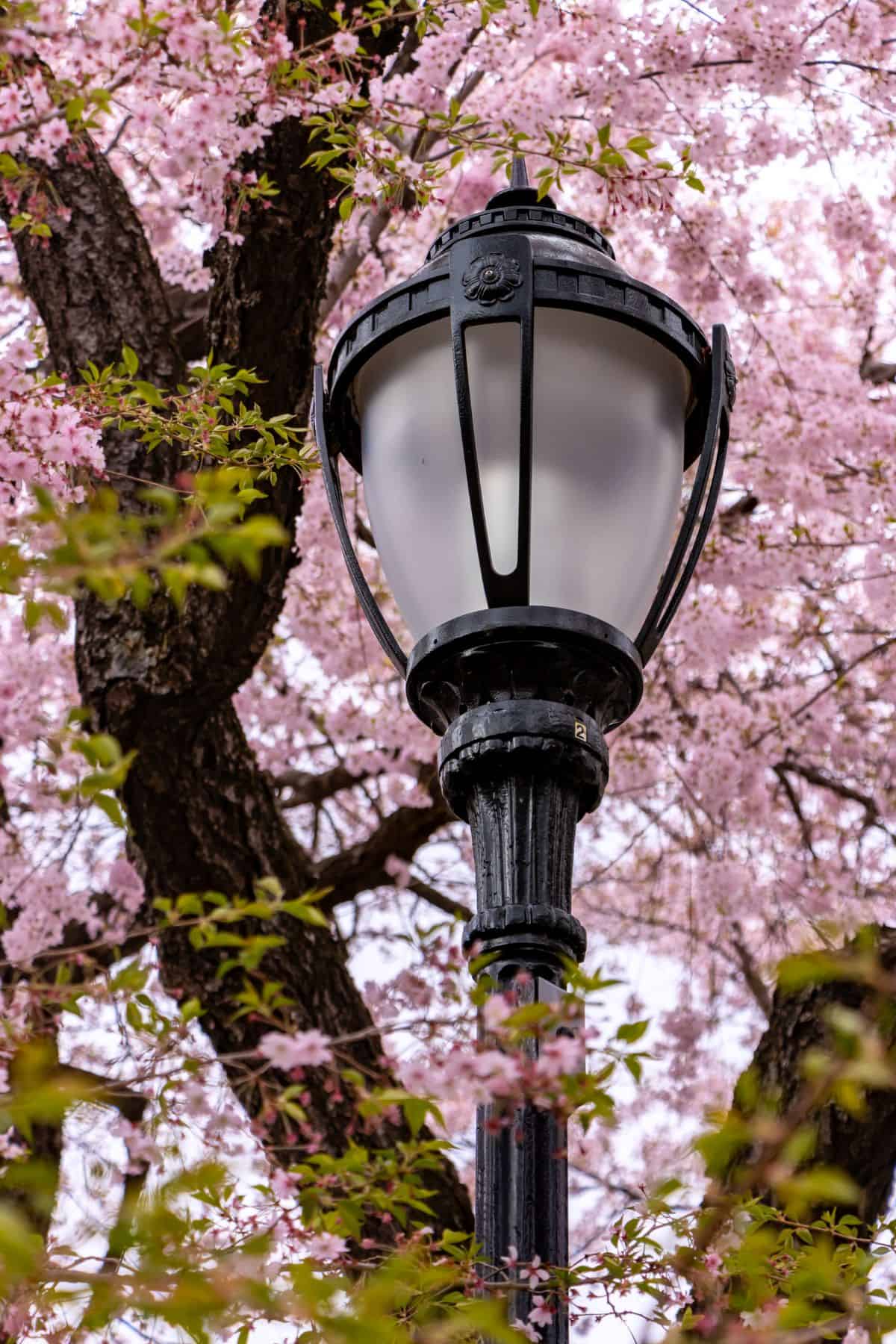 A lamp post with a tree in the background.