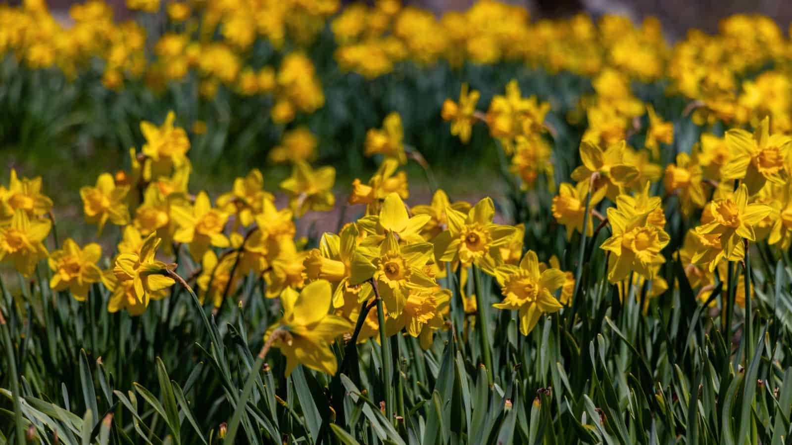 A field of yellow daffodils in bloom with green stems and leaves, filling the foreground and background.