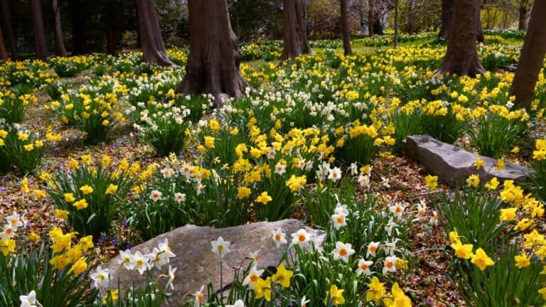 A woodland area with numerous yellow and white daffodils in bloom, scattered rocks, and tall trees with sunlight filtering through.