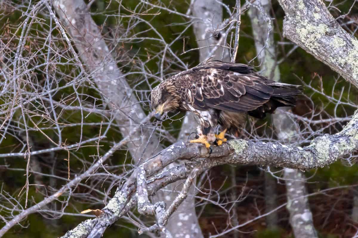 A juvenile bald eagle perches on a lichen-covered tree branch, surrounded by leafless twigs and branches.