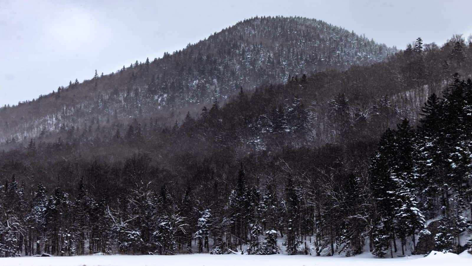 Snow-covered trees and a mountain slope under a cloudy sky, with dense forest in the foreground and light snow visible.