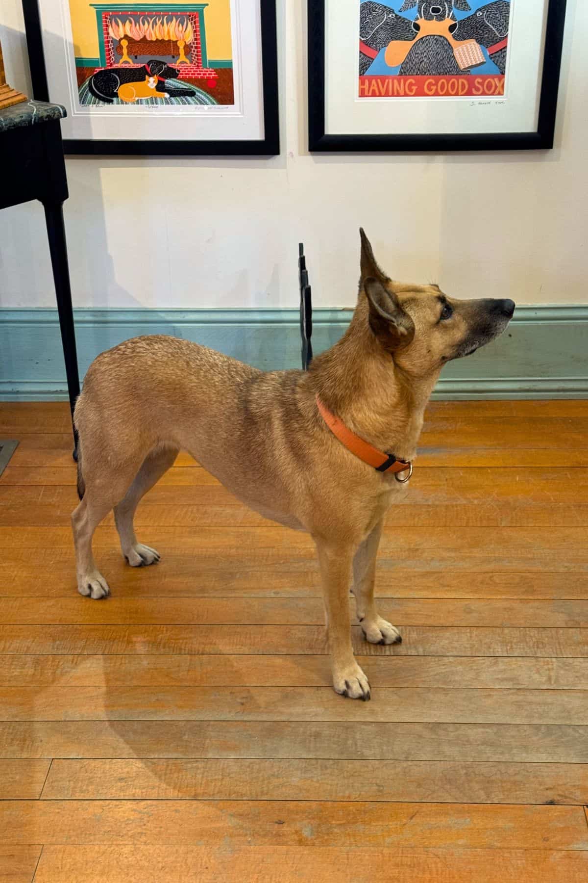 A brown dog with an orange collar stands alert on a wooden floor in front of framed artwork on a white wall.