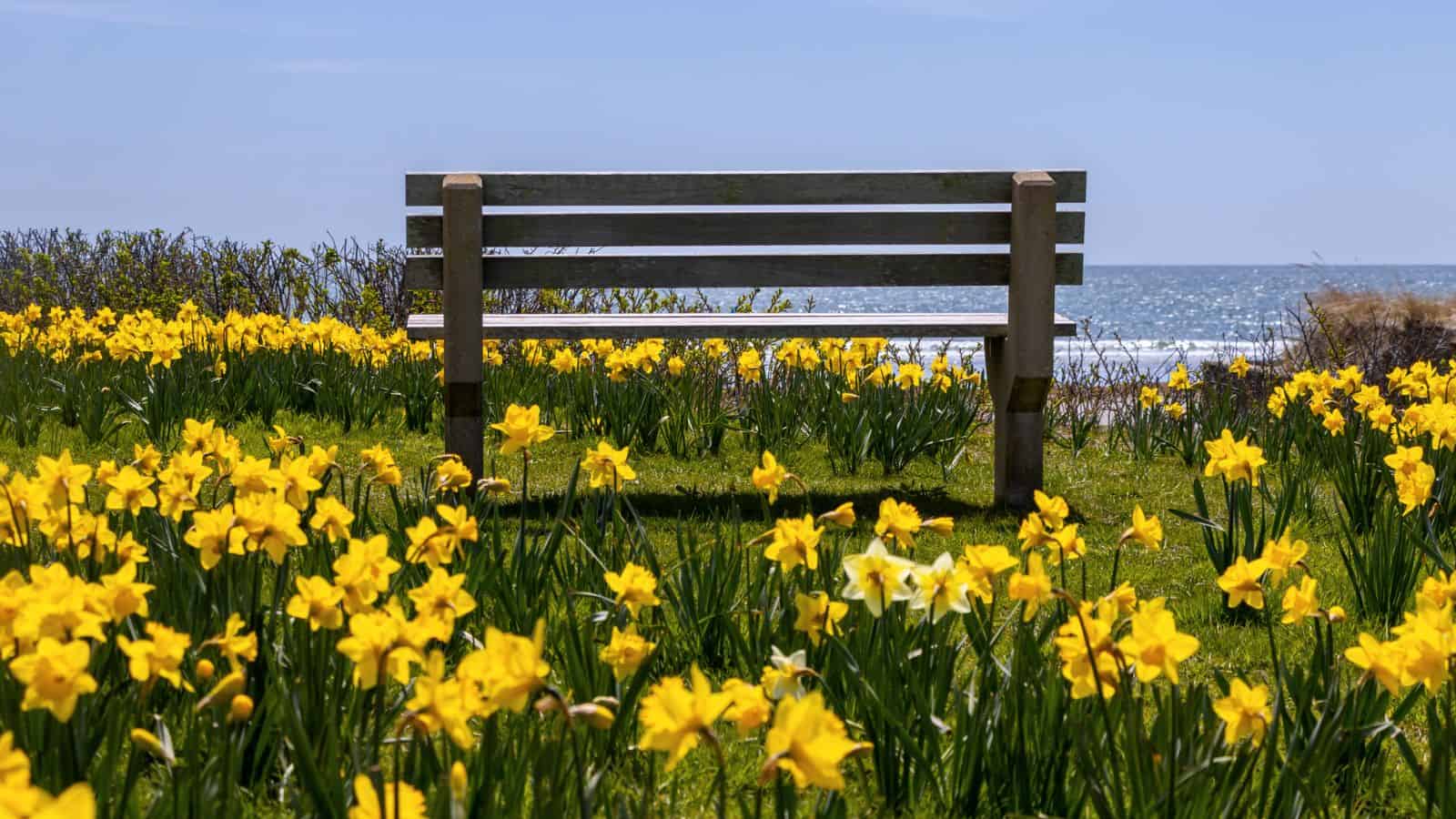 A wooden bench is surrounded by blooming yellow daffodils, facing the ocean under a clear blue sky.