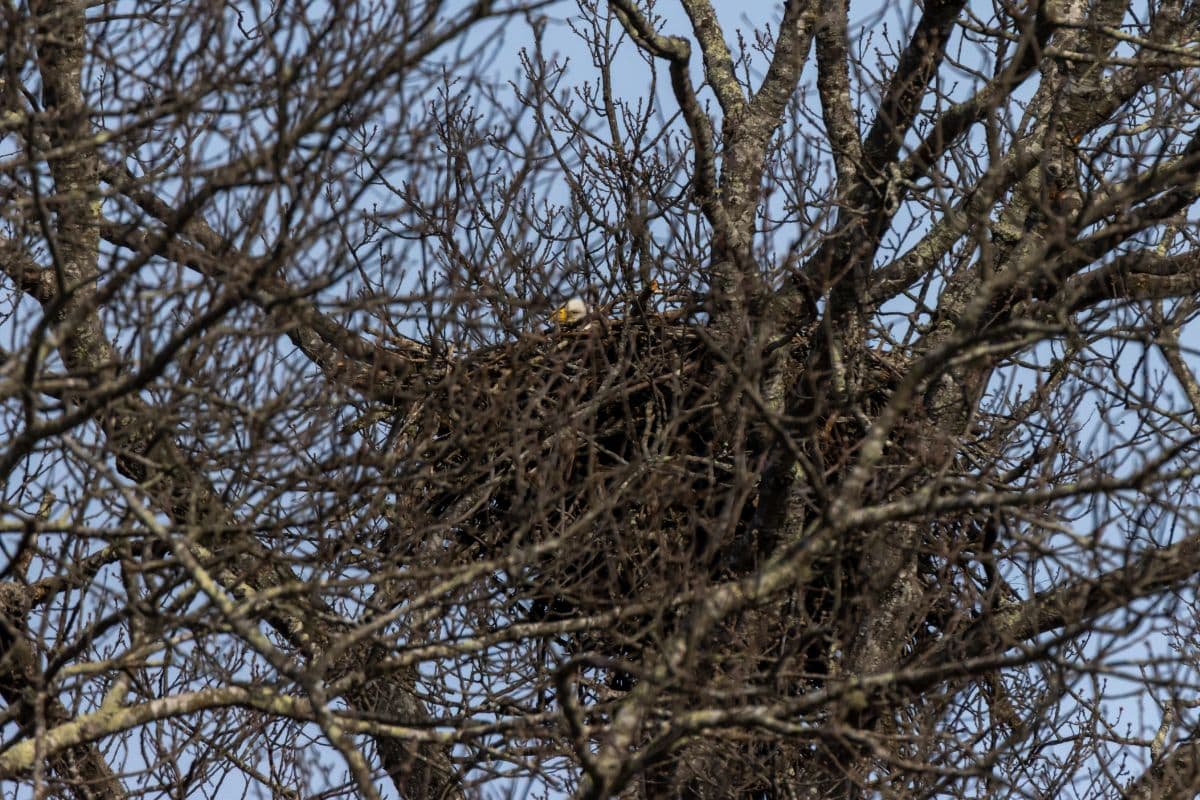 A large bird’s nest is built among the bare branches of a tree, with a bird barely visible sitting in the nest against a clear sky.