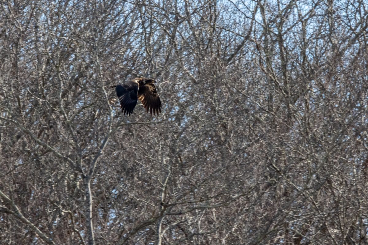 A large bird with dark feathers flies in front of a thicket of leafless trees on a clear day.