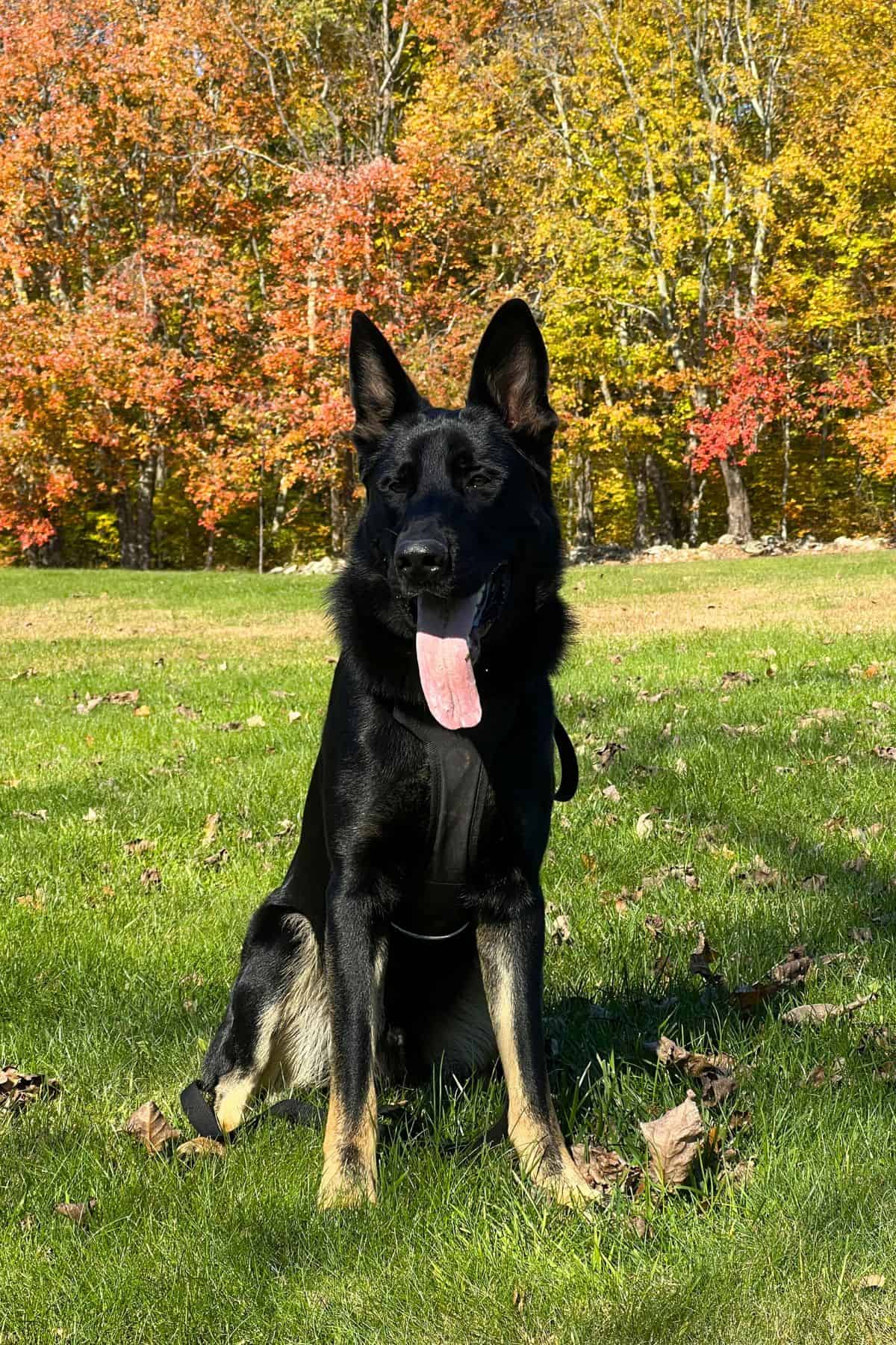A black and tan German Shepherd sits on green grass with colorful autumn trees in the background.