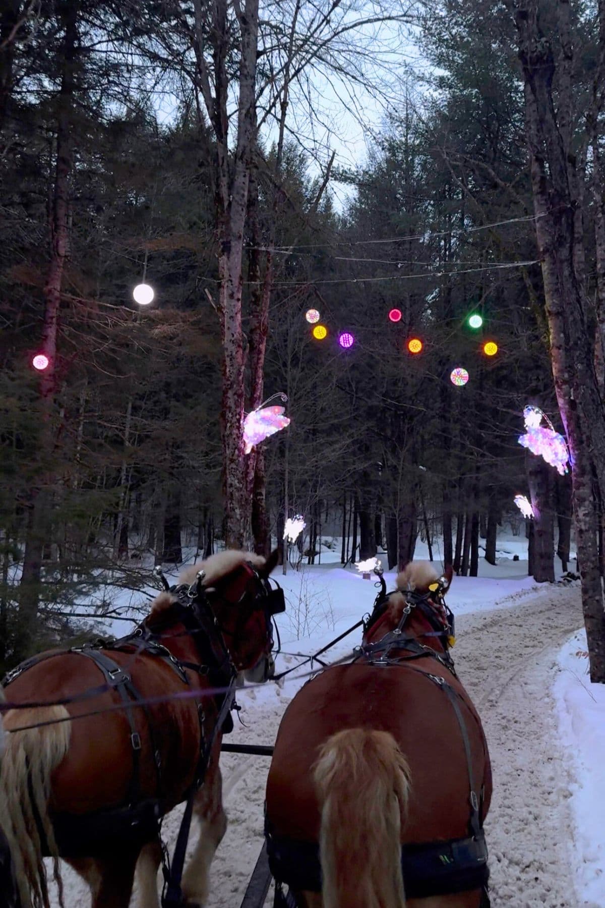 Two horses pull a carriage along a snowy forest path decorated with colorful hanging lights and illuminated animal figures.