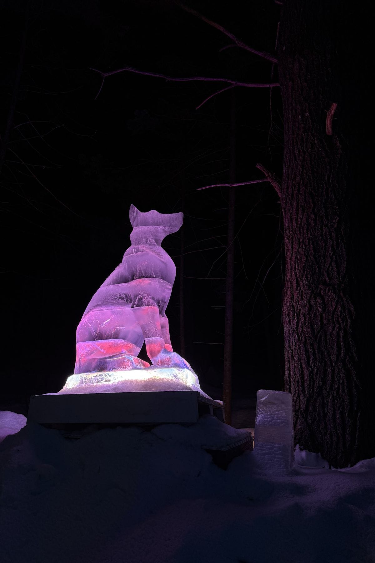 An illuminated ice sculpture of a sitting fox is displayed outdoors at night beside a tree, with snow on the ground and colored lights shining on the sculpture.
