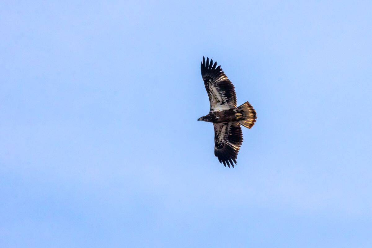 A large bird of prey with outstretched wings flies against a clear blue sky.