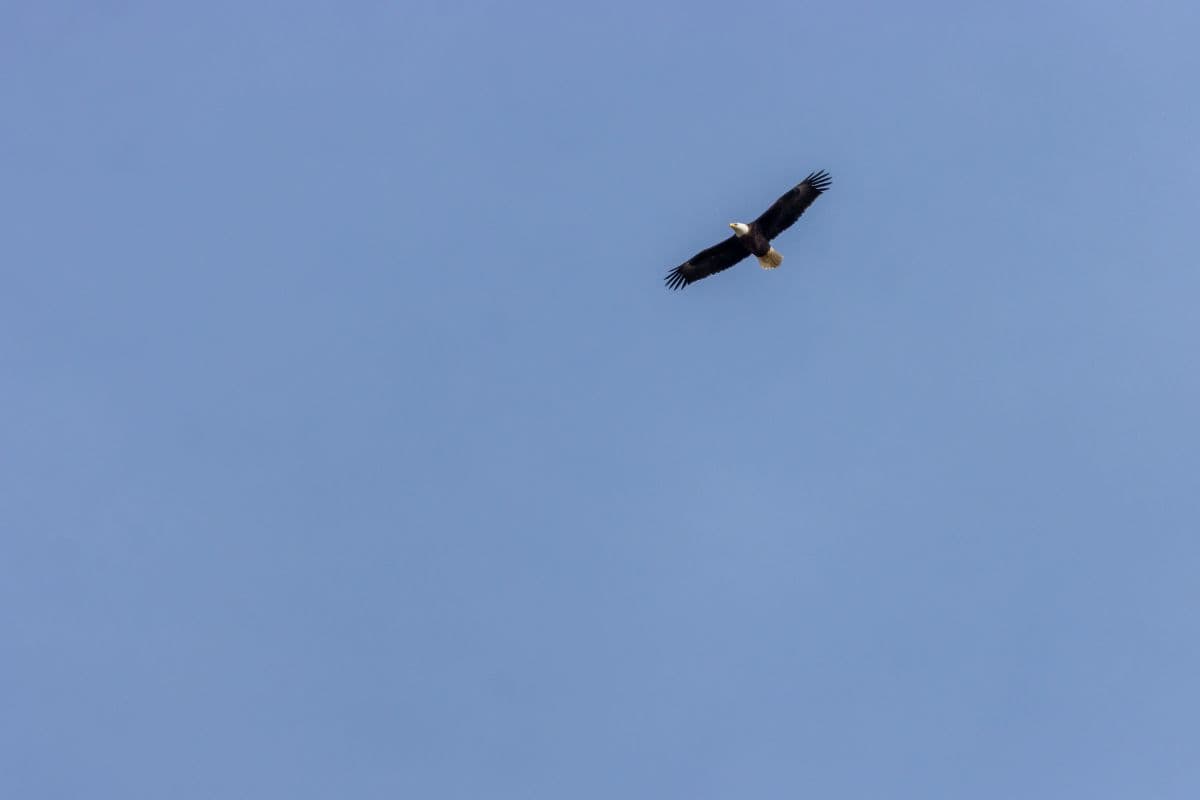 A bald eagle soars high in a clear blue sky with its wings fully extended.
