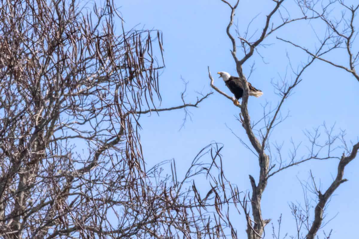 A bald eagle perches on a bare tree branch against a blue sky, surrounded by leafless trees.