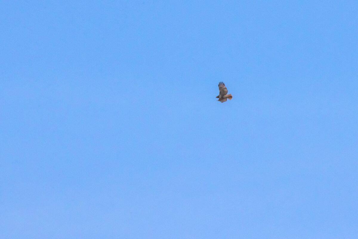 A single bird is flying in a clear blue sky with its wings spread.