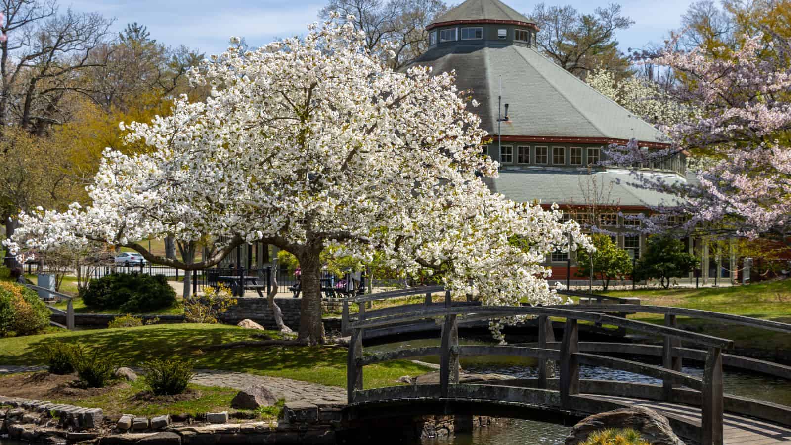 A wooden footbridge crosses a small stream under blooming white trees, with a large gazebo-like building in the background on a sunny day.