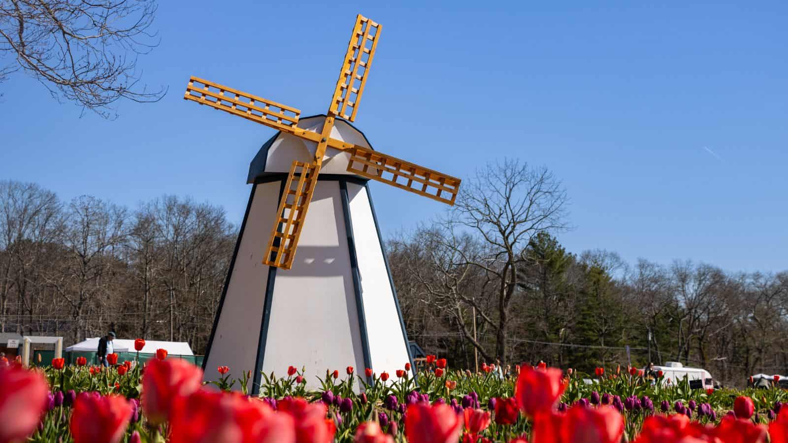 A white windmill with yellow blades stands in a field of red tulips under a clear blue sky, with leafless trees and parked vehicles in the background.