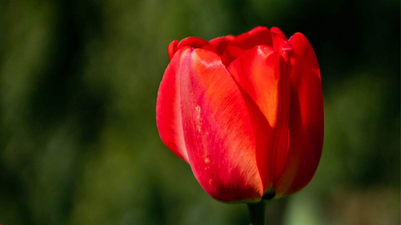 A close-up of a single red tulip flower with a blurred green background.