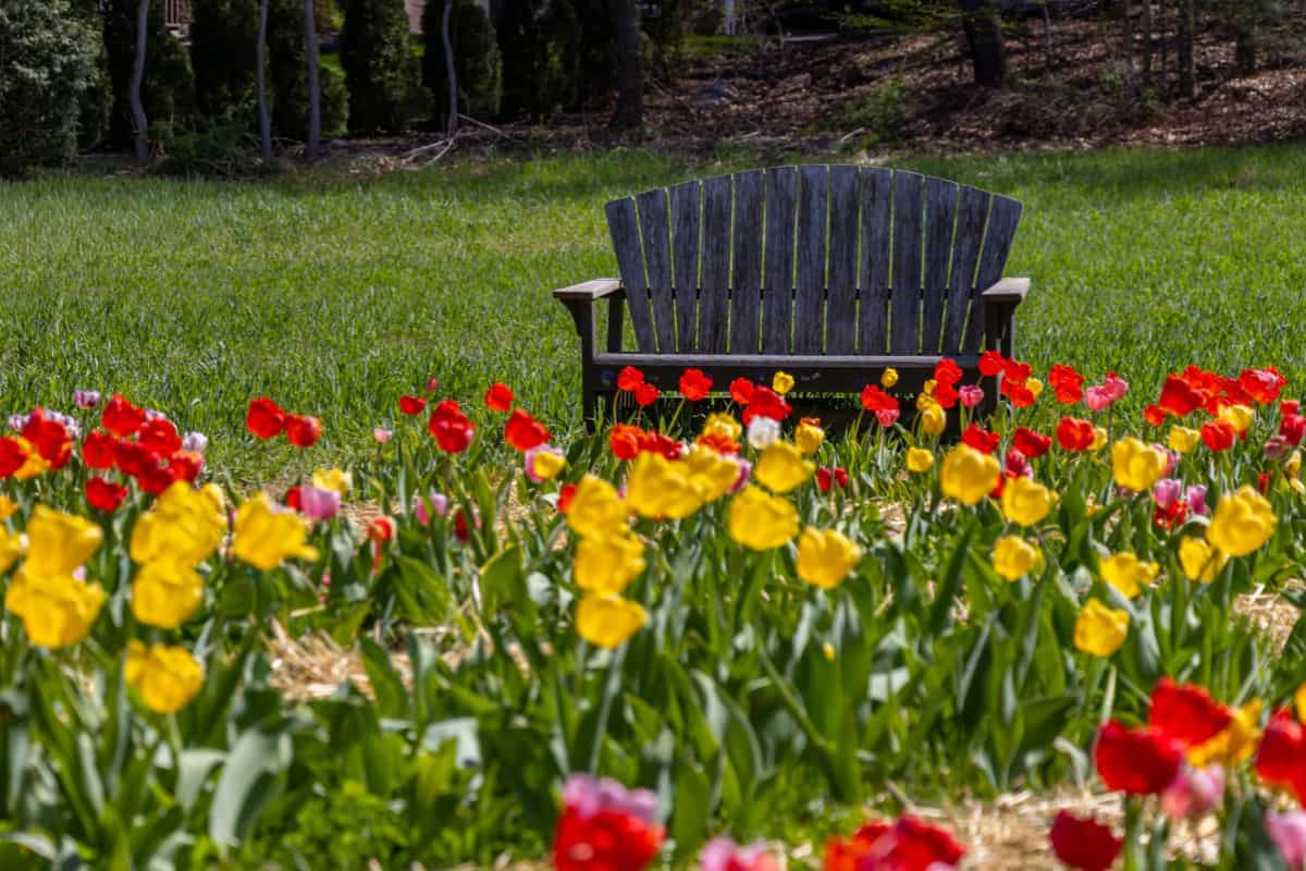 A wooden bench sits on grass behind a field of blooming red and yellow tulips, with trees in the background.