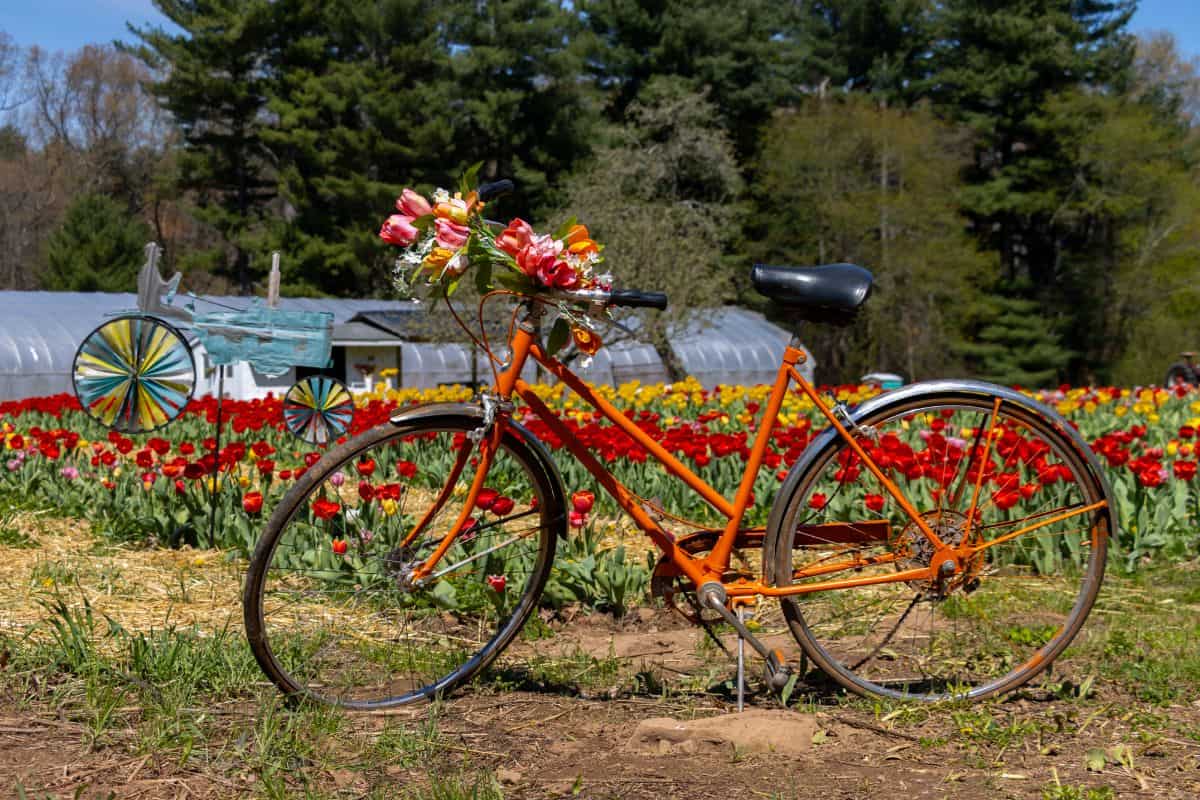 An orange bicycle with a bouquet of flowers on the handlebars is parked in front of a field of red tulips, with a greenhouse and painted cart in the background.