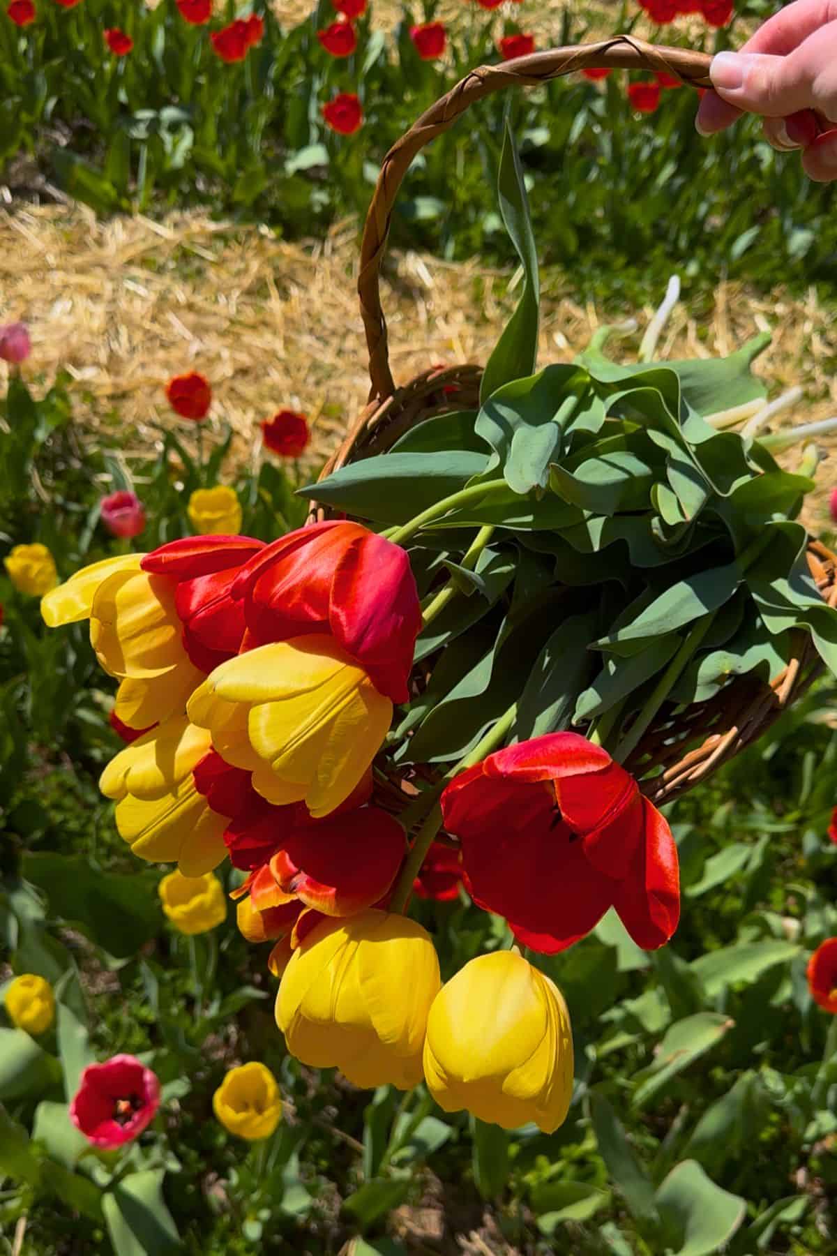 A hand holds a basket filled with freshly picked red and yellow tulips in a tulip field with more flowers and green leaves visible in the background.