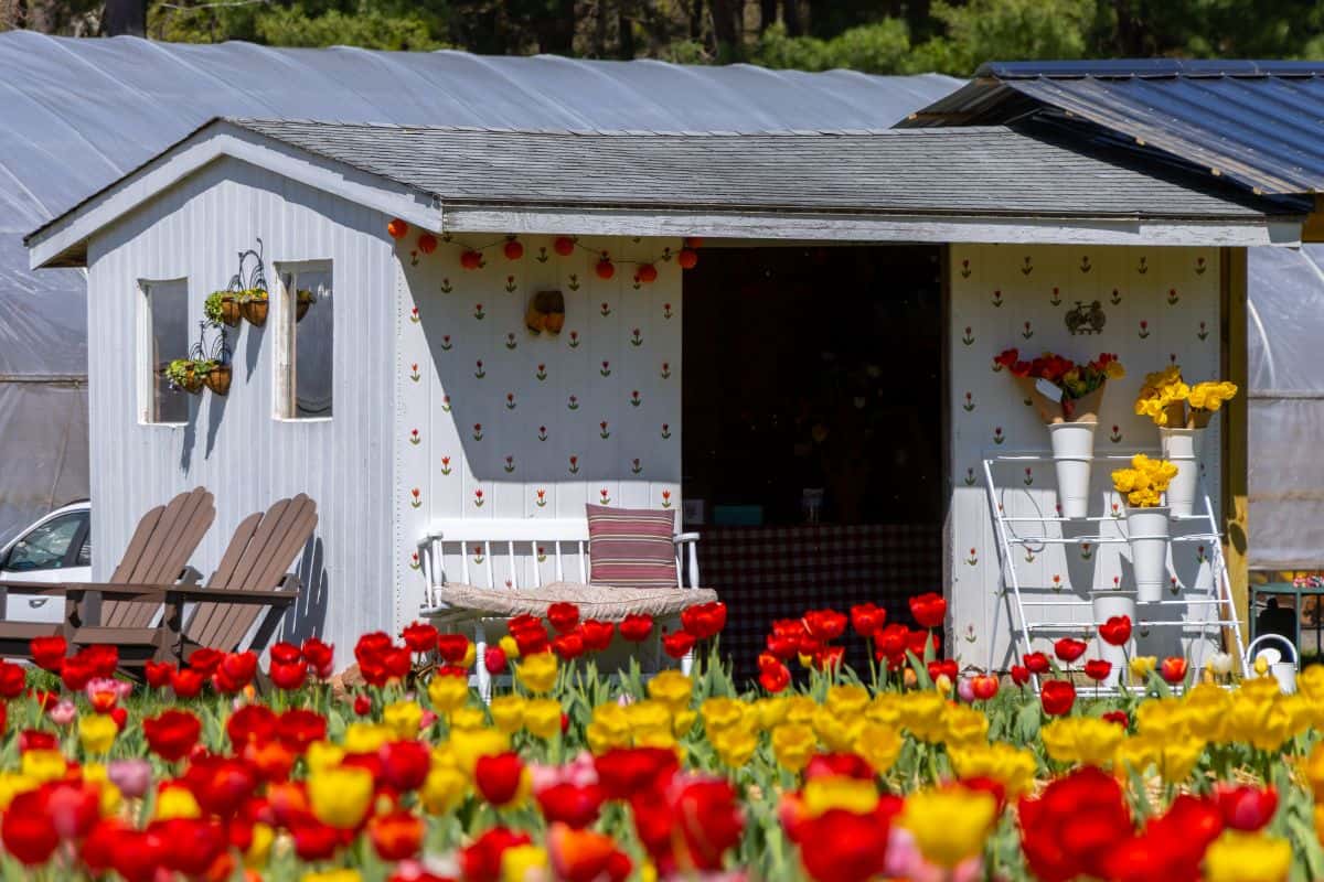 A small white garden shed with a swing and chairs sits behind a field of red and yellow tulips, with potted flowers and wall decorations visible.