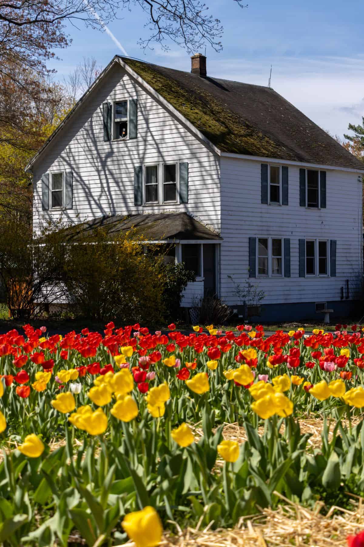 A white two-story house with green shutters stands behind a garden bed filled with blooming red and yellow tulips.