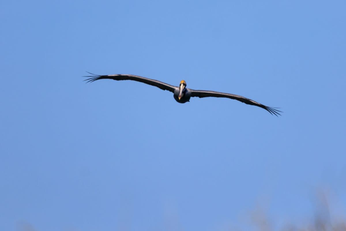 A pelican flies with wings outstretched against a clear blue sky, photographed from the front at a distance.