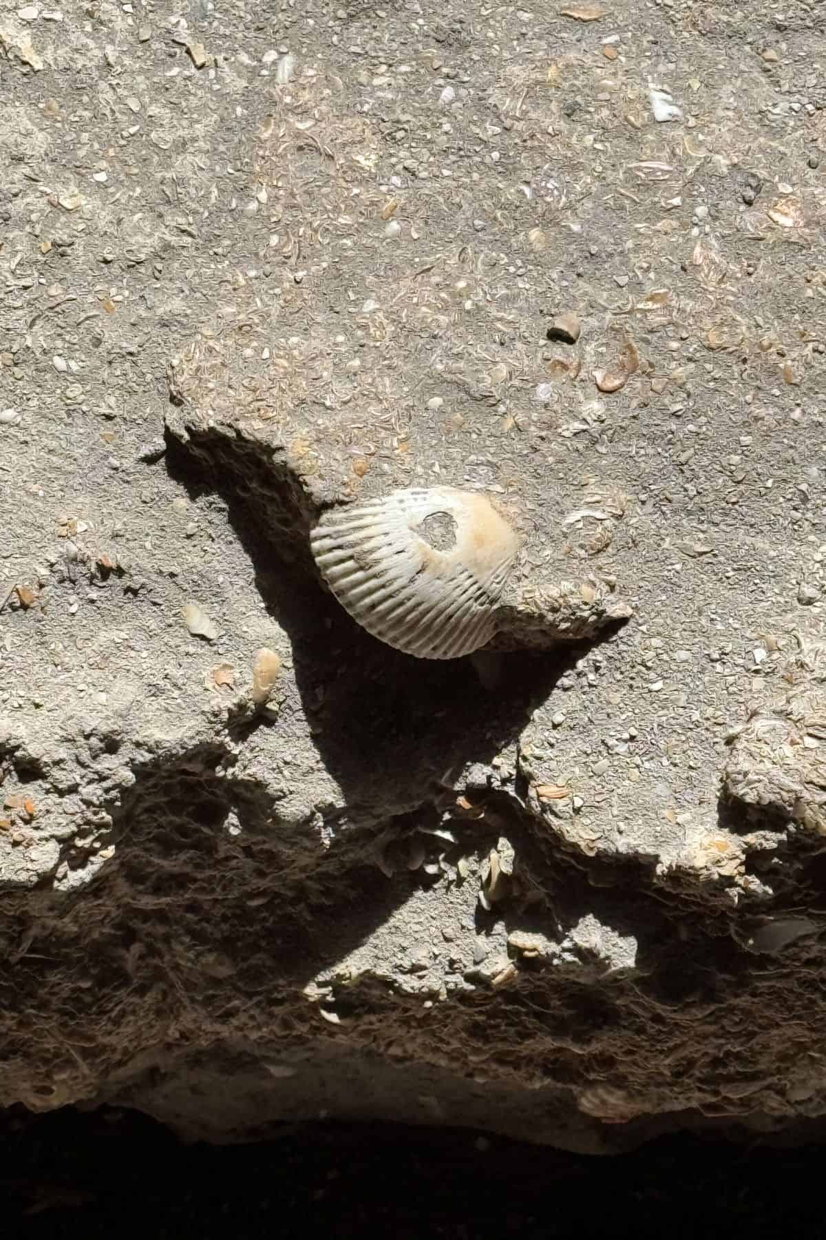 A single seashell embedded in a rough, sunlit rock surface, casting a shadow to the left.